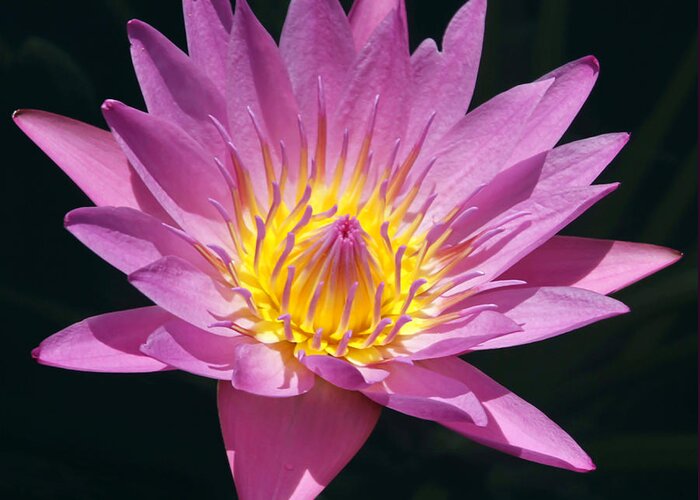 Landscape Greeting Card featuring the photograph Pretty in Pink and Yellow Water Lily by Sabrina L Ryan