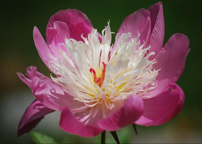 Peony Greeting Card featuring the photograph Pretty in Pink by Lori Tambakis