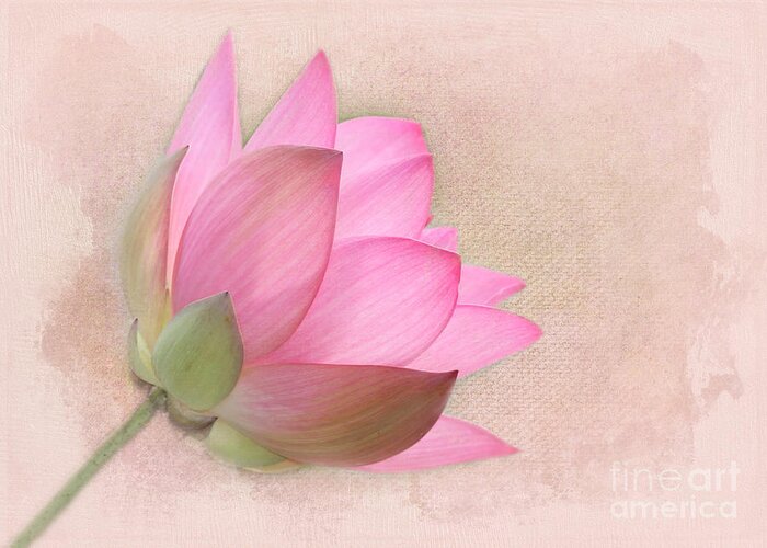 Aquatic Greeting Card featuring the photograph Pretty in Pink Lotus Blossom by Sabrina L Ryan