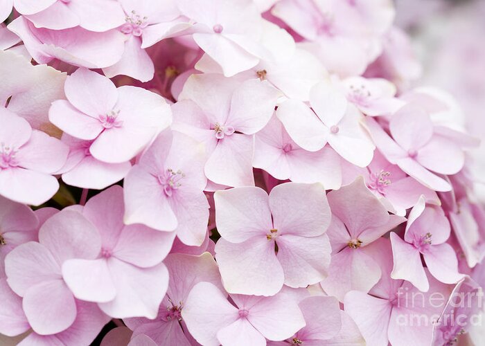 Hydrangea Greeting Card featuring the photograph Pretty in Pink by Patty Colabuono