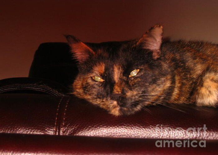 Pretty Kitty. Photograph. Greeting Card featuring the photograph Pretty Kitty by Oksana Semenchenko