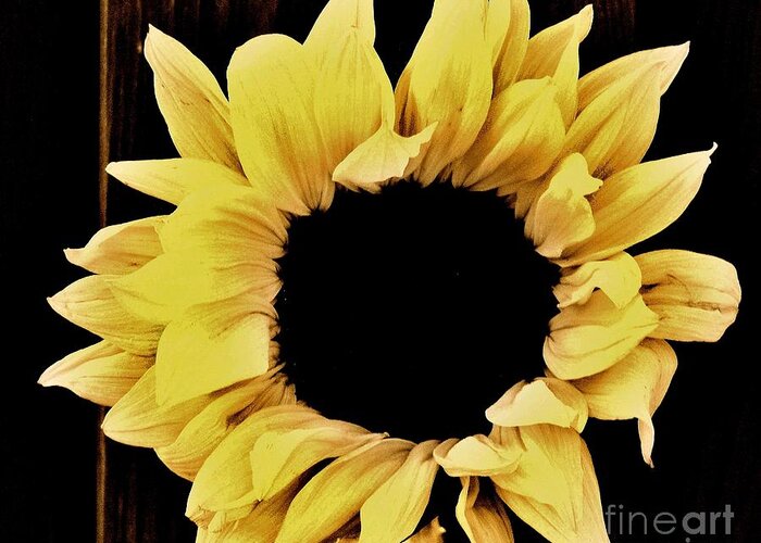 Photo Greeting Card featuring the photograph Pretty Macro Sunflower by Marsha Heiken