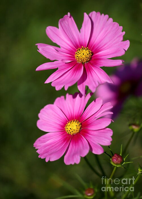 Landscape Greeting Card featuring the photograph Pretty Pink Cosmos Twins by Sabrina L Ryan