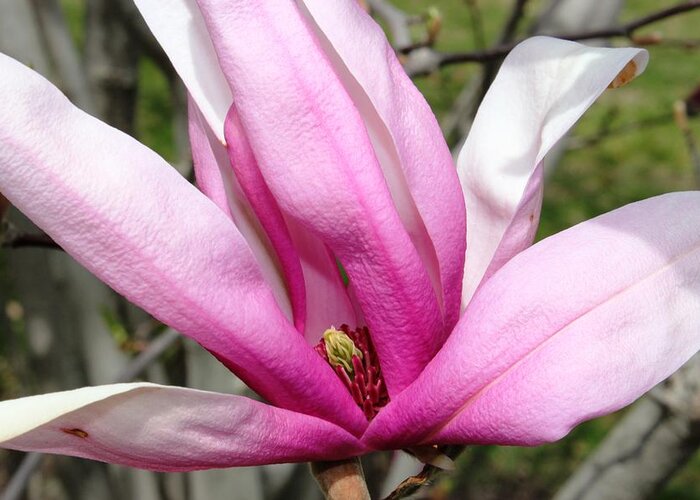 Flowers Greeting Card featuring the photograph Pretty Pink Magnolia by Judy Palkimas