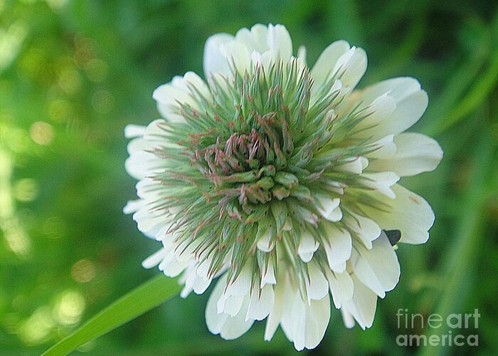 Flower Greeting Card featuring the photograph Pretty white clover bloom by Karin Ravasio