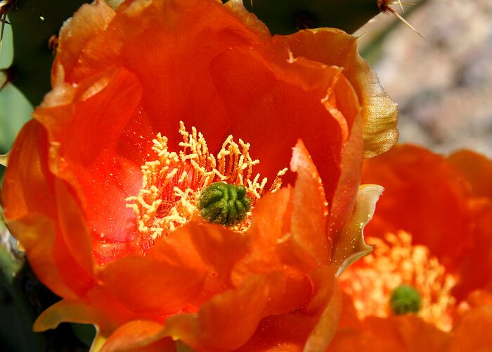 Cactus Greeting Card featuring the photograph Prickly Pear in Bloom by Joe Kozlowski