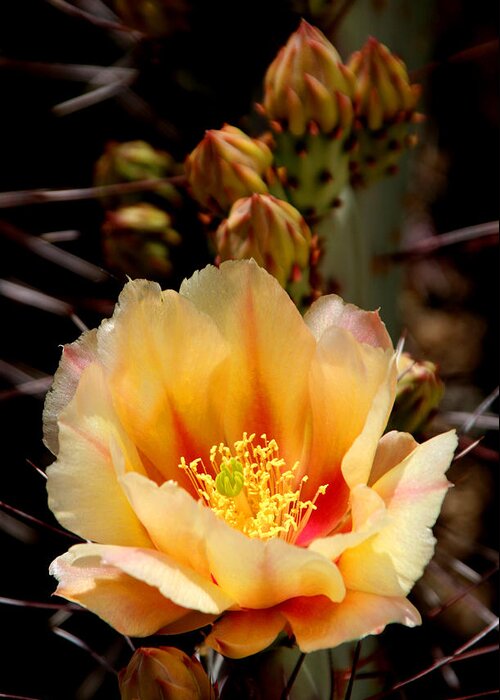 Prickly Pear Greeting Card featuring the photograph Prickly Pear by Joe Kozlowski