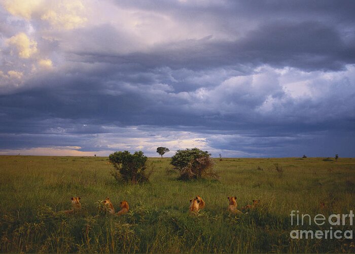 Outdoors Greeting Card featuring the photograph Pride Of Lions by Art Wolfe