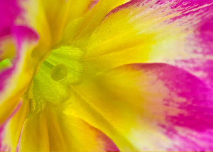 Nature Greeting Card featuring the photograph Primrose Glow by Joan Herwig
