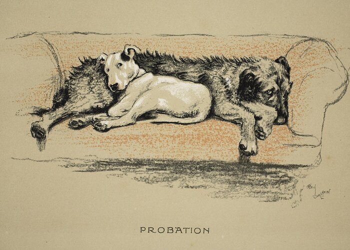 Dogs Greeting Card featuring the drawing Probation, 1930, 1st Edition by Cecil Charles Windsor Aldin