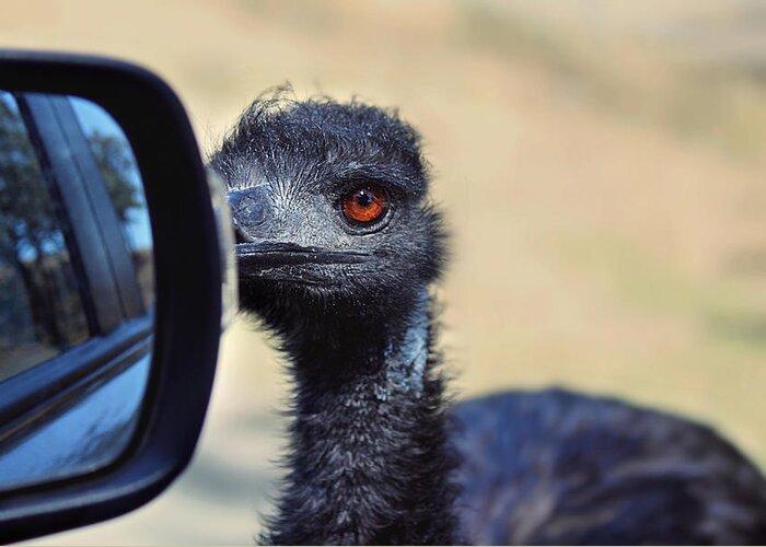 Emu Greeting Card featuring the photograph Proceed with Caution by Melanie Lankford Photography