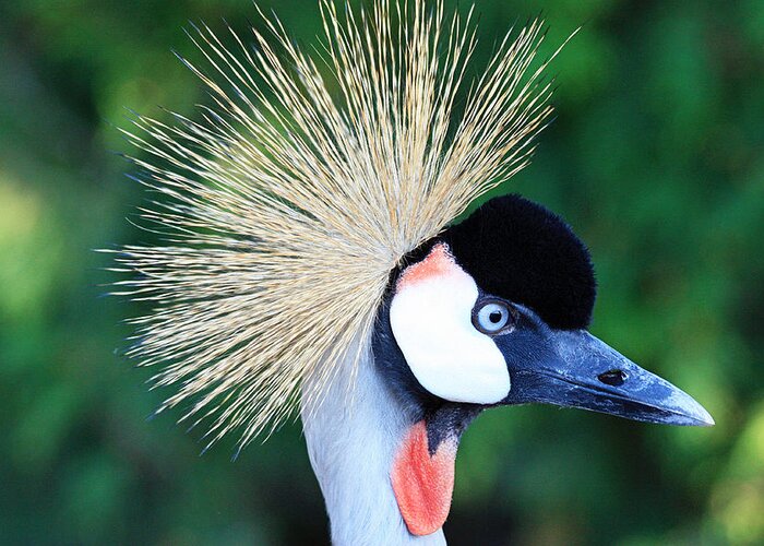 Artwork Greeting Card featuring the photograph Profile of the Crowned Crane by Trina Ansel
