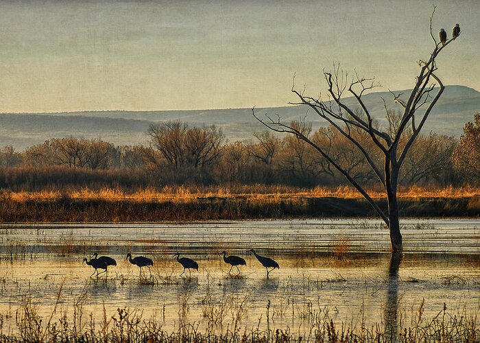 Sandhill Cranes Greeting Card featuring the photograph Promenade of the Cranes by Priscilla Burgers