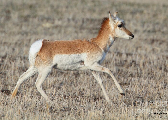 Pronghorn Greeting Card featuring the photograph Pronghorn by Steve Javorsky