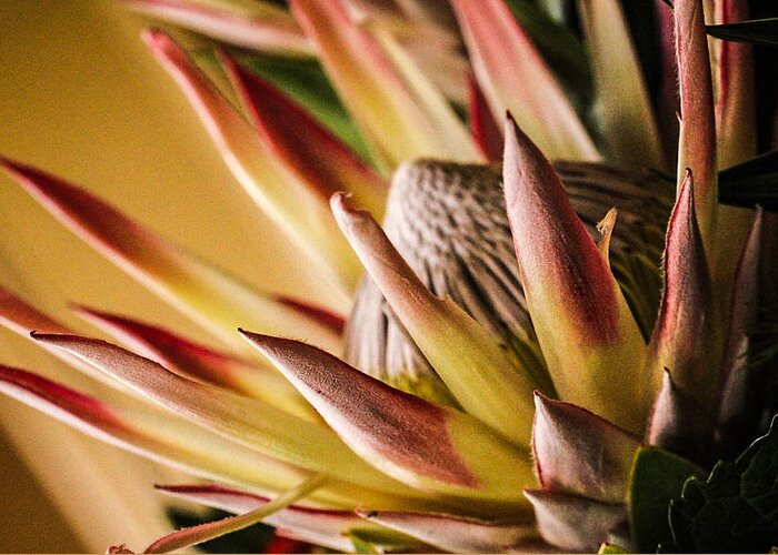 Cathy Donohoue Greeting Card featuring the photograph Protea by Cathy Donohoue