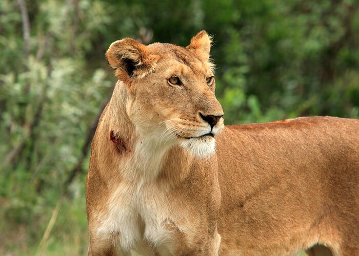 Africa Greeting Card featuring the photograph Proud Lioness by Aidan Moran