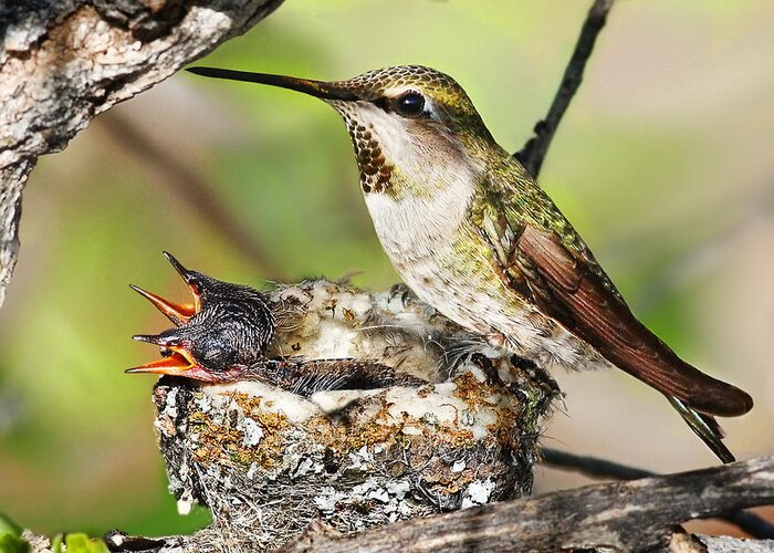 Humming Bird Greeting Card featuring the photograph Proud Mom by Abram House