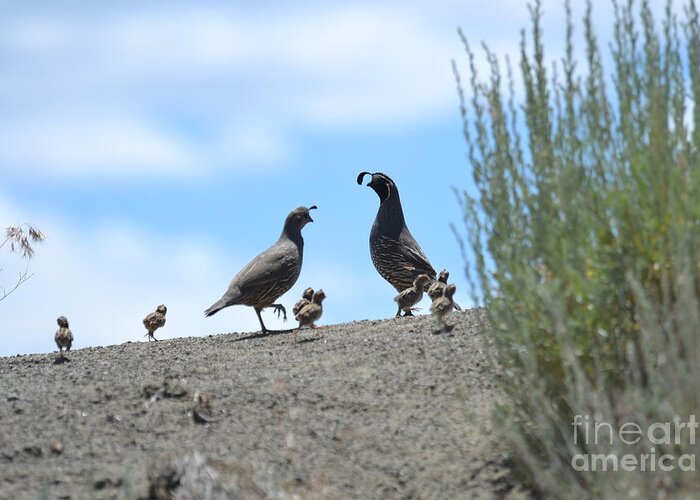 Quail Greeting Card featuring the photograph Proud Parents by Laurianna Taylor