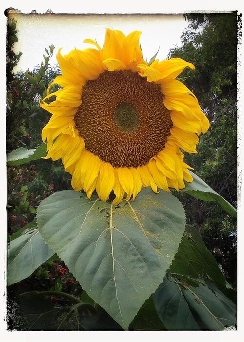 Proud Sunflower Greeting Card featuring the digital art Proud Sunflower by Cindy Collier Harris