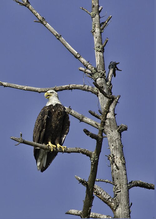Bald Eagle Greeting Card featuring the photograph Proud to be an American by Mark Harrington
