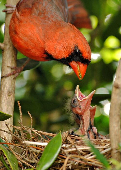 Cardinal Greeting Card featuring the photograph Provider by Kelly Nowak
