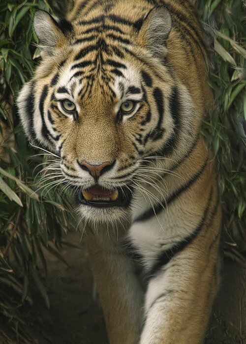 Tiger Greeting Card featuring the photograph Prowling by Cheri McEachin