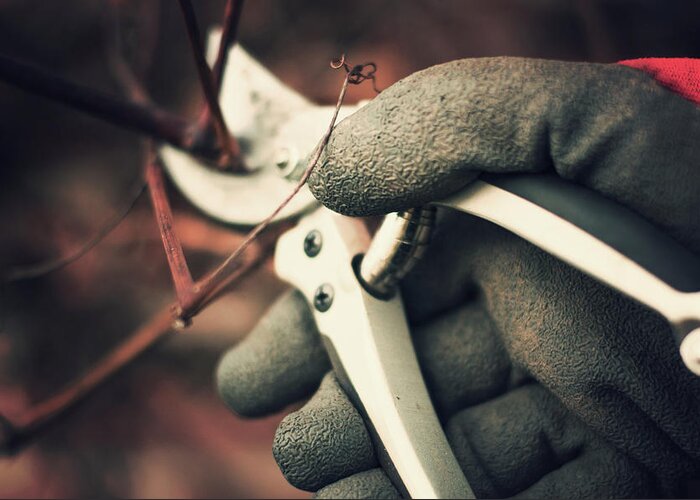 People Greeting Card featuring the photograph Pruning A Grapevine by Jill Ferry Photography