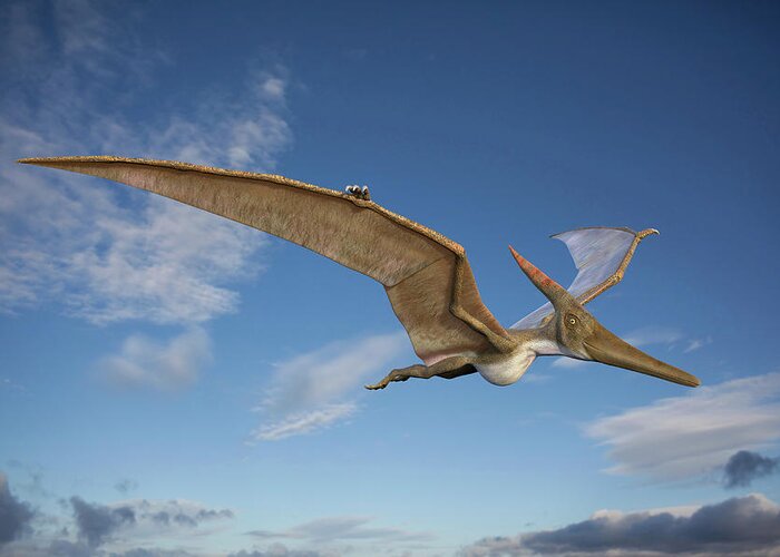 3 Dimensional Greeting Card featuring the photograph Pteranodon In Flight by Roger Harris/science Photo Library