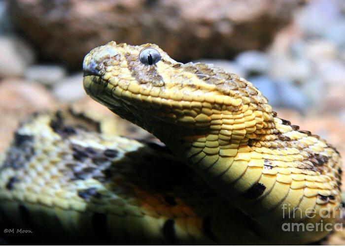 Snake Greeting Card featuring the photograph Puff Adder Snake by Tap On Photo