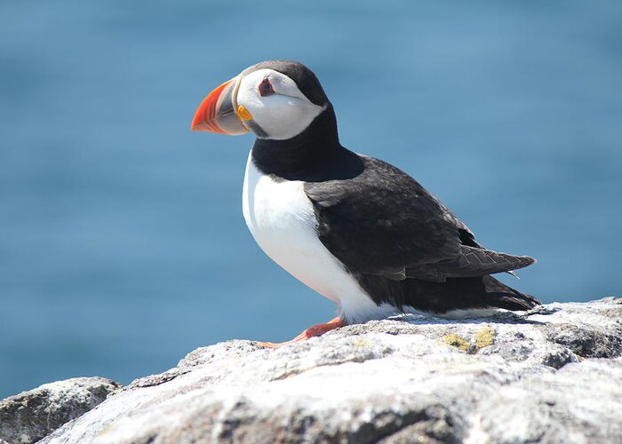 Puffin Greeting Card featuring the photograph Puffin by David Grant