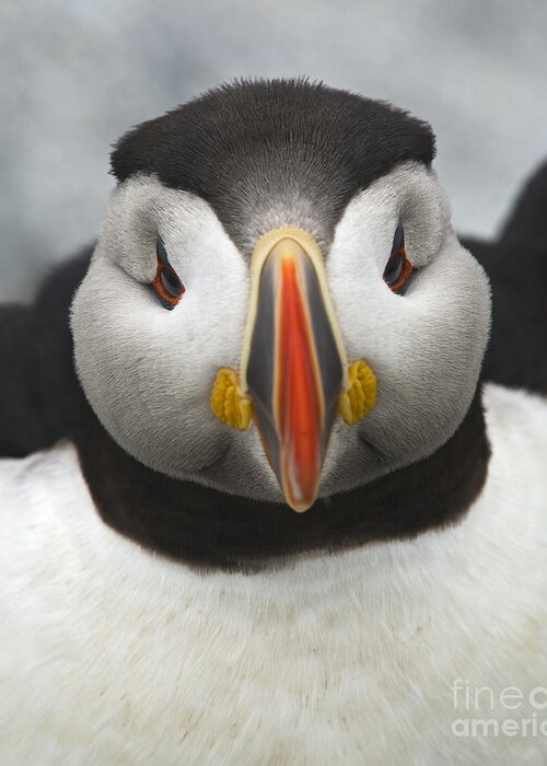 Festblues Greeting Card featuring the photograph Puffin it Up... by Nina Stavlund
