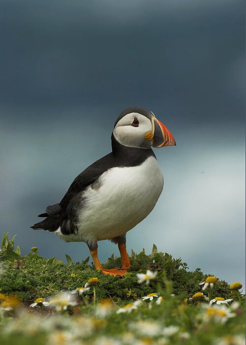 Fraterculaartica Greeting Card featuring the photograph Puffin by Paul Scoullar