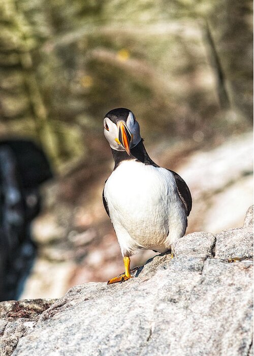 Atlantic Puffin Greeting Card featuring the photograph Puffin Watching me Watching Him by Perla Copernik