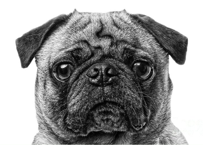Animal Greeting Card featuring the photograph Pug Dog black and white by Edward Fielding