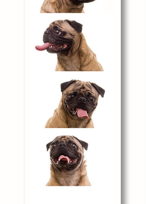 Pug Greeting Card featuring the photograph Pug Photo Booth by Edward Fielding