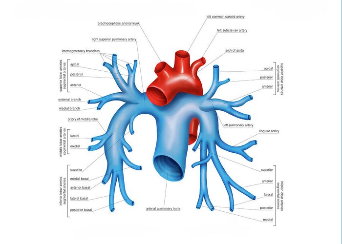 Anatomy Greeting Card featuring the photograph Pulmonary Arteries by Asklepios Medical Atlas