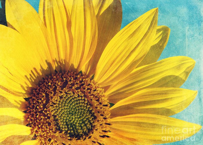 Sunflower Greeting Card featuring the photograph Pure sunshine by Sylvia Cook