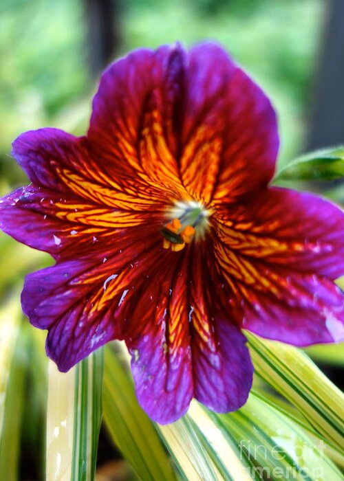 Petals Greeting Card featuring the photograph Purple and Orange by Jacqueline Athmann