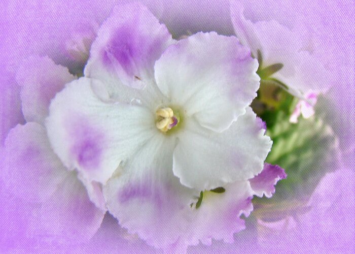 Violet Greeting Card featuring the photograph Purple and White Fancy African Violets by Carol Senske