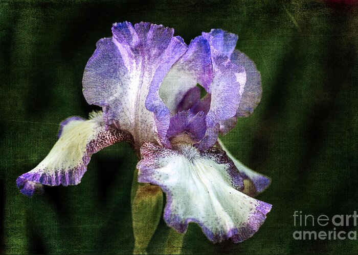 Purple And White Iris Greeting Card featuring the photograph Purple and White Iris by Tamara Becker