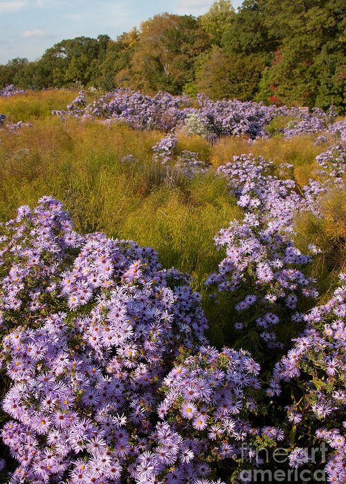 Aster Greeting Card featuring the photograph Purple Asters by Chris Scroggins