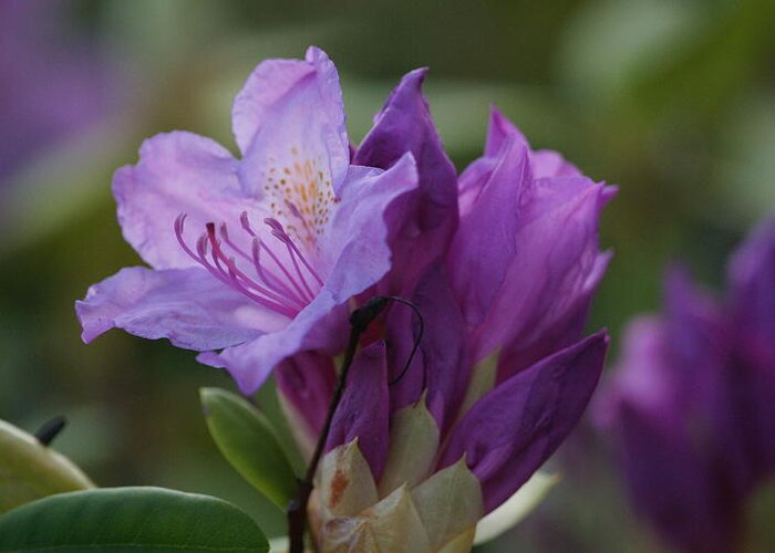 Flowers Greeting Card featuring the photograph Purple Bloom by Crystal Harman