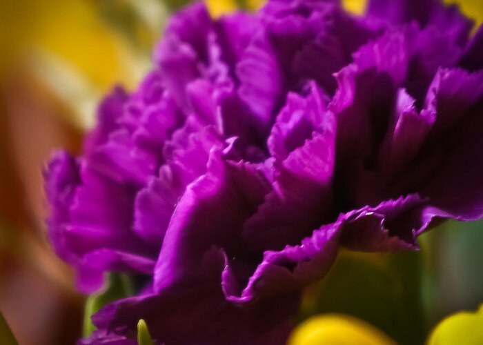 Bokeh Greeting Card featuring the photograph Purple Carnation by Ronda Broatch