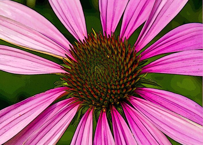 Nature Greeting Card featuring the photograph Purple Cone Flower - Echinacea  by Michael Friedman
