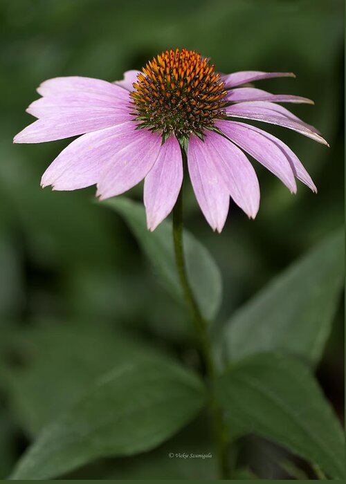 Purple Coneflower Greeting Card featuring the photograph Purple Cone Flower by Vickie Szumigala