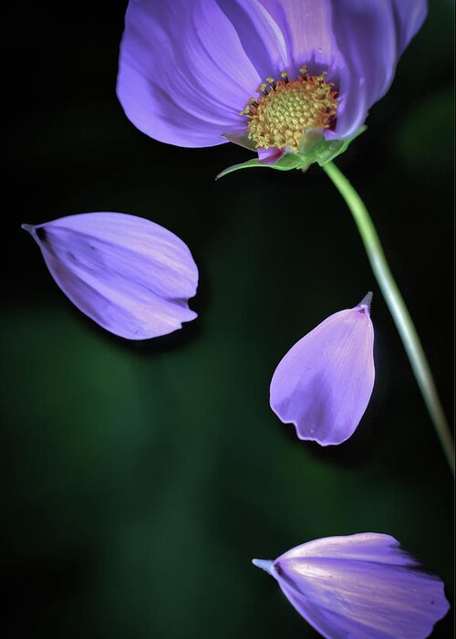 Petal Greeting Card featuring the photograph Purple Cosmos by Copyright Alan Drake