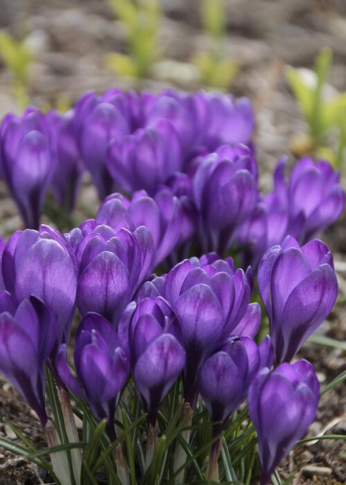 Springtime Greeting Card featuring the photograph Purple crocus Flowers by Valerie Collins