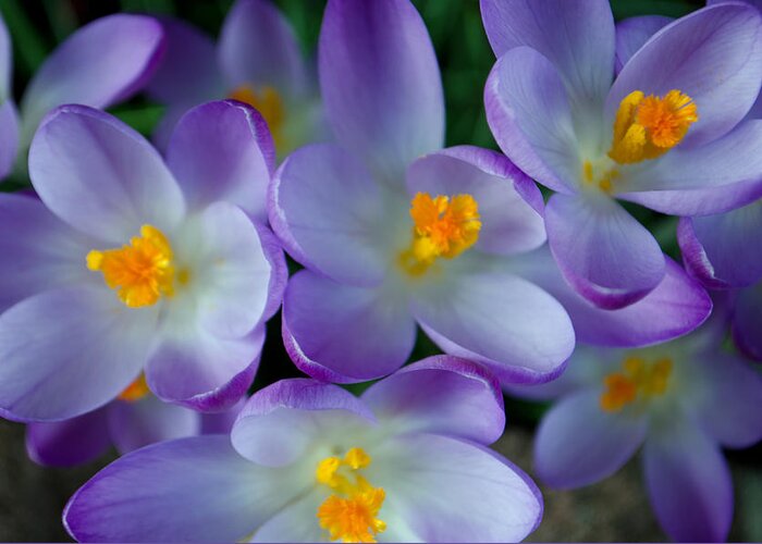 Nature Greeting Card featuring the photograph Purple Crocus Gems by Tikvah's Hope