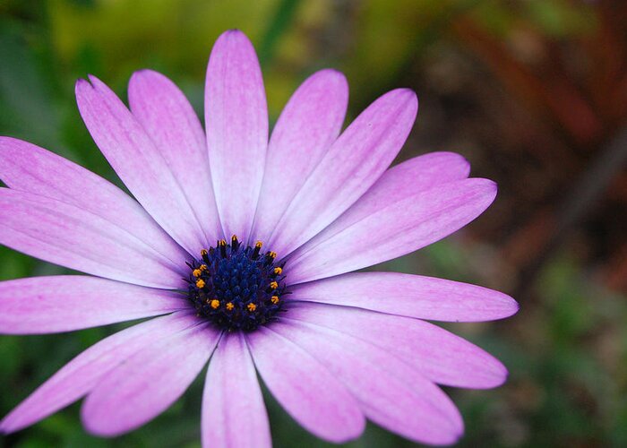 Flower Greeting Card featuring the photograph Purple Daisy by Amy Fose
