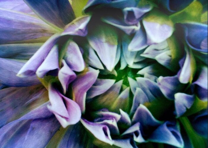 Purple Greeting Card featuring the photograph Purple Dream by Erin DeRosa